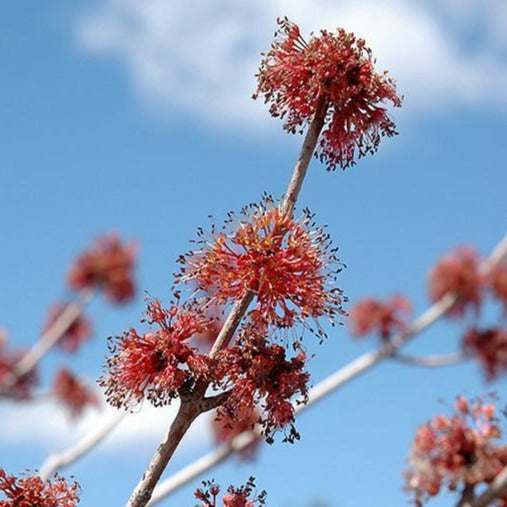 Brandywine Maple Tree