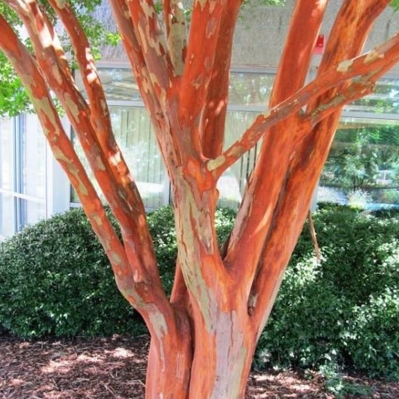Natchez Crape Myrtle