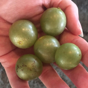 Scuppernong Grape Vine 