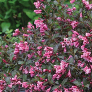 Fine Wine Weigela
