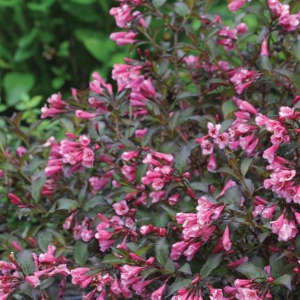 Fine Wine Weigela