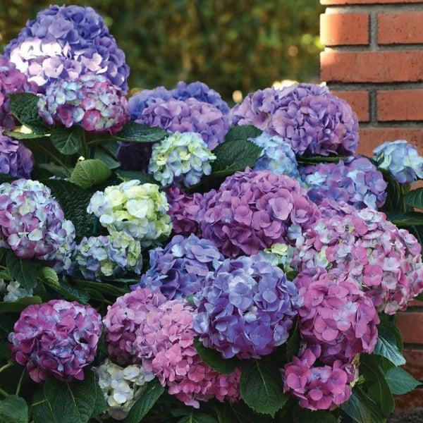 LA Dreamin Hydrangea | Unique Multi-Colored Blooms