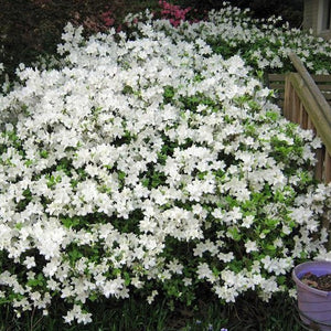 Delaware Valley White Azalea