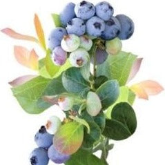 Pink Icing Blueberry