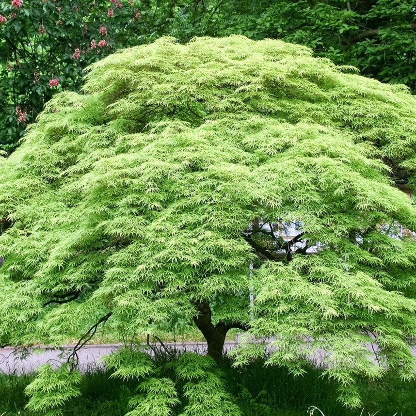 Japanese Weekping Tree Japanese Weeping Trees For Landscaping
