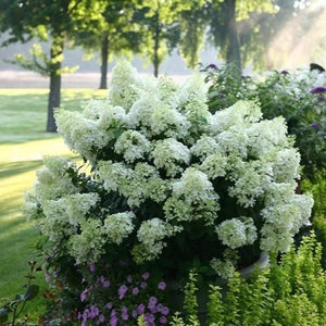 Bobo Hydrangea
