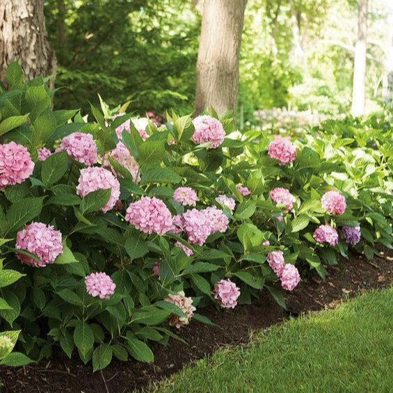 Let's Dance Big Easy Hydrangea