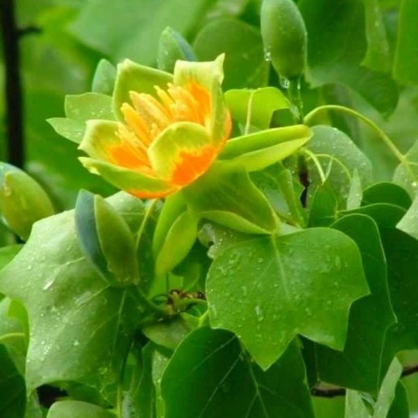Tulip Poplar