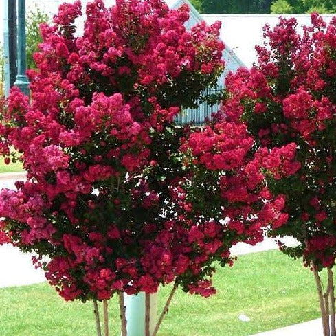 Tonto Crape Myrtle