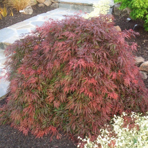 Orangeola Japanese Maple