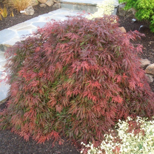 Orangeola Japanese Maple