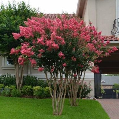Tuscarora Crape Myrtle