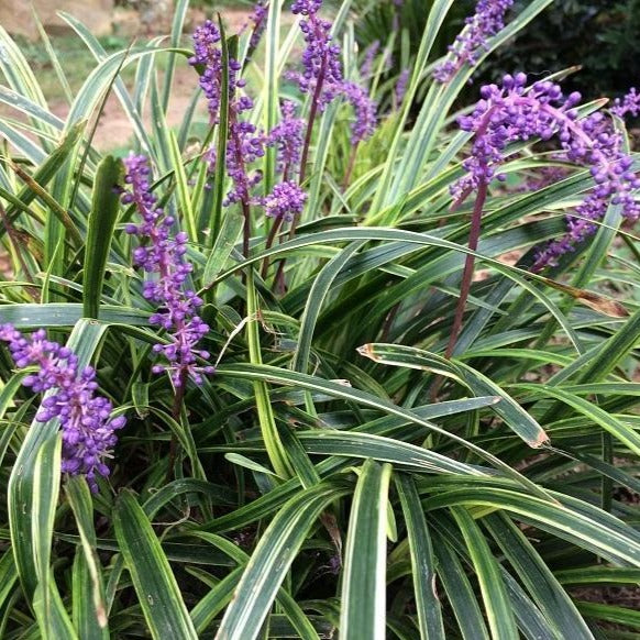 Variegated Liriope