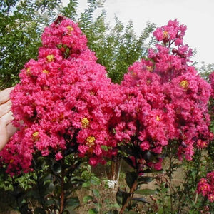 Pink Velour Crape Myrtle