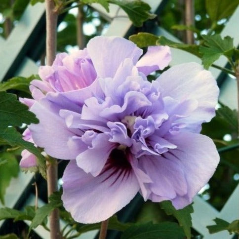Double Purple Rose of Sharon Tree