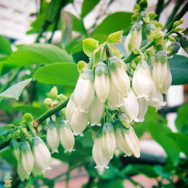 Tifblue Blueberry Bush