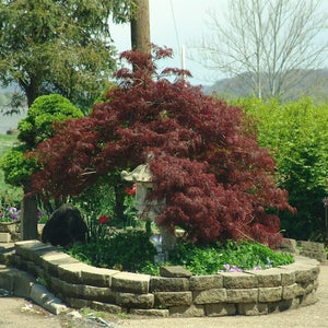 Tamukeyama Japanese Maple 