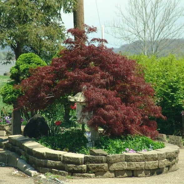 Tamukeyama Japanese Maple 