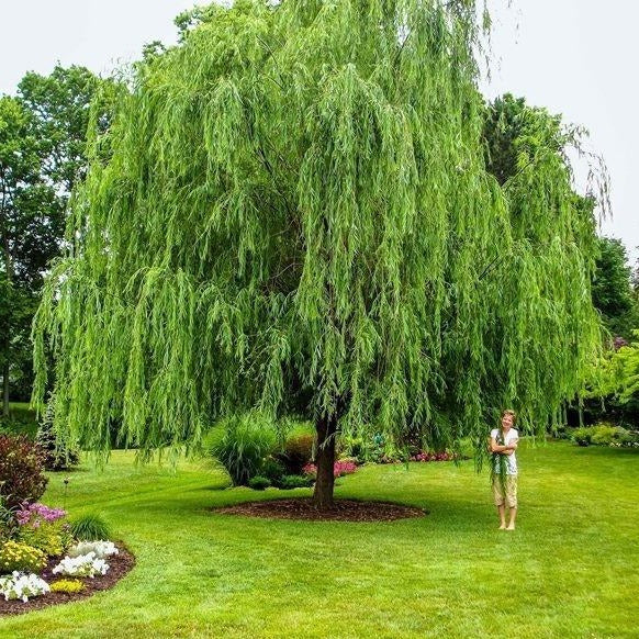 Weeping Willow Tree