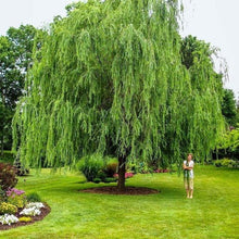 14 Fast-Growing Shade Trees To Plant Now