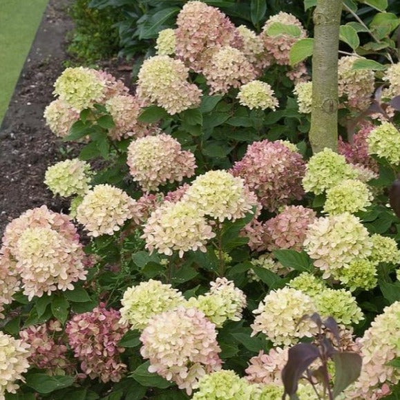 Little Lime Hydrangea