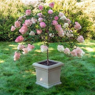 Image of Pinky Winky Hydrangea in a container