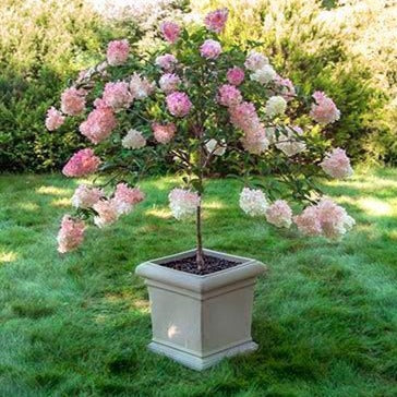can you plant a hydrangea tree in a pot Pinky Winky® Hydrangea Tree