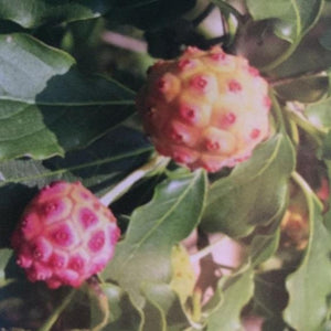 White Kousa Dogwood Tree Fruit
