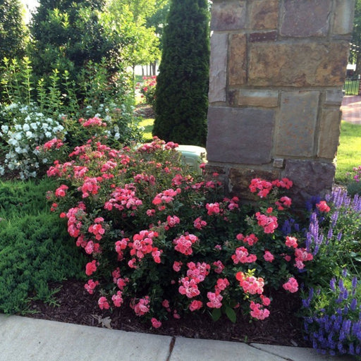 Coral Drift Rose