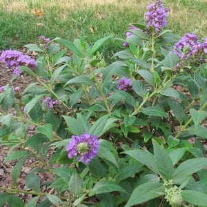 Lo & Behold Lilac Chip Butterfly Bush