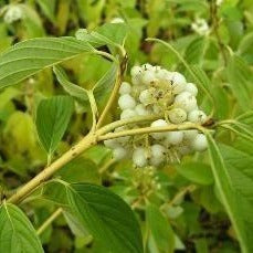 Yellow Twig Dogwood berries