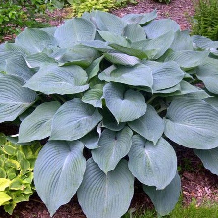 - 1 Gallon | PlantingTree - 1 Gallon | PlantingTree