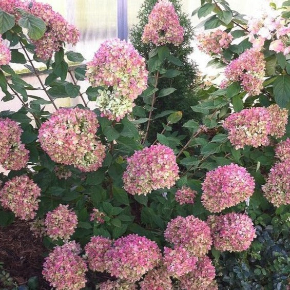 Little Lime Hydrangea