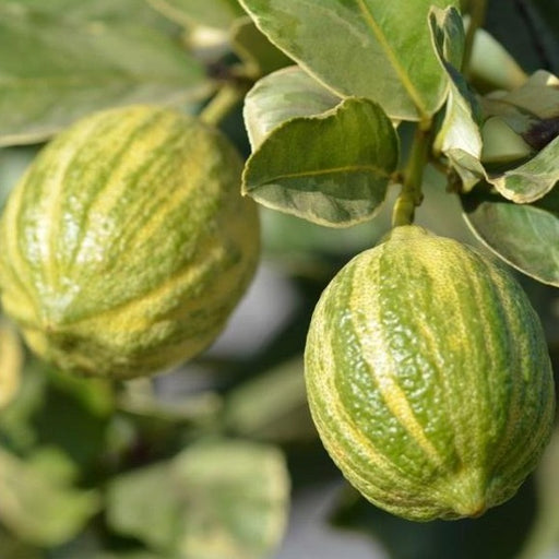 Variegated Lemon Tree