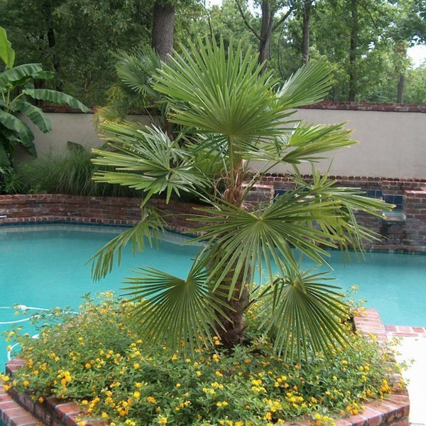 Windmill Palm | Windmill Palm Trees for Sale - 1 Gallon