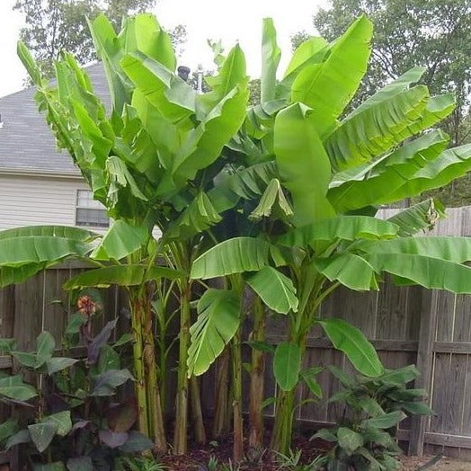 japanese banana plant indoor Basjoo Banana Tree