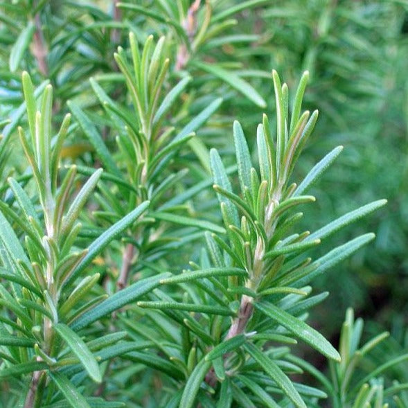 Rosemary Plant Foliage