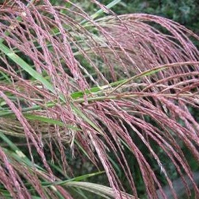 Porcupine Miscanthus Maiden Grass