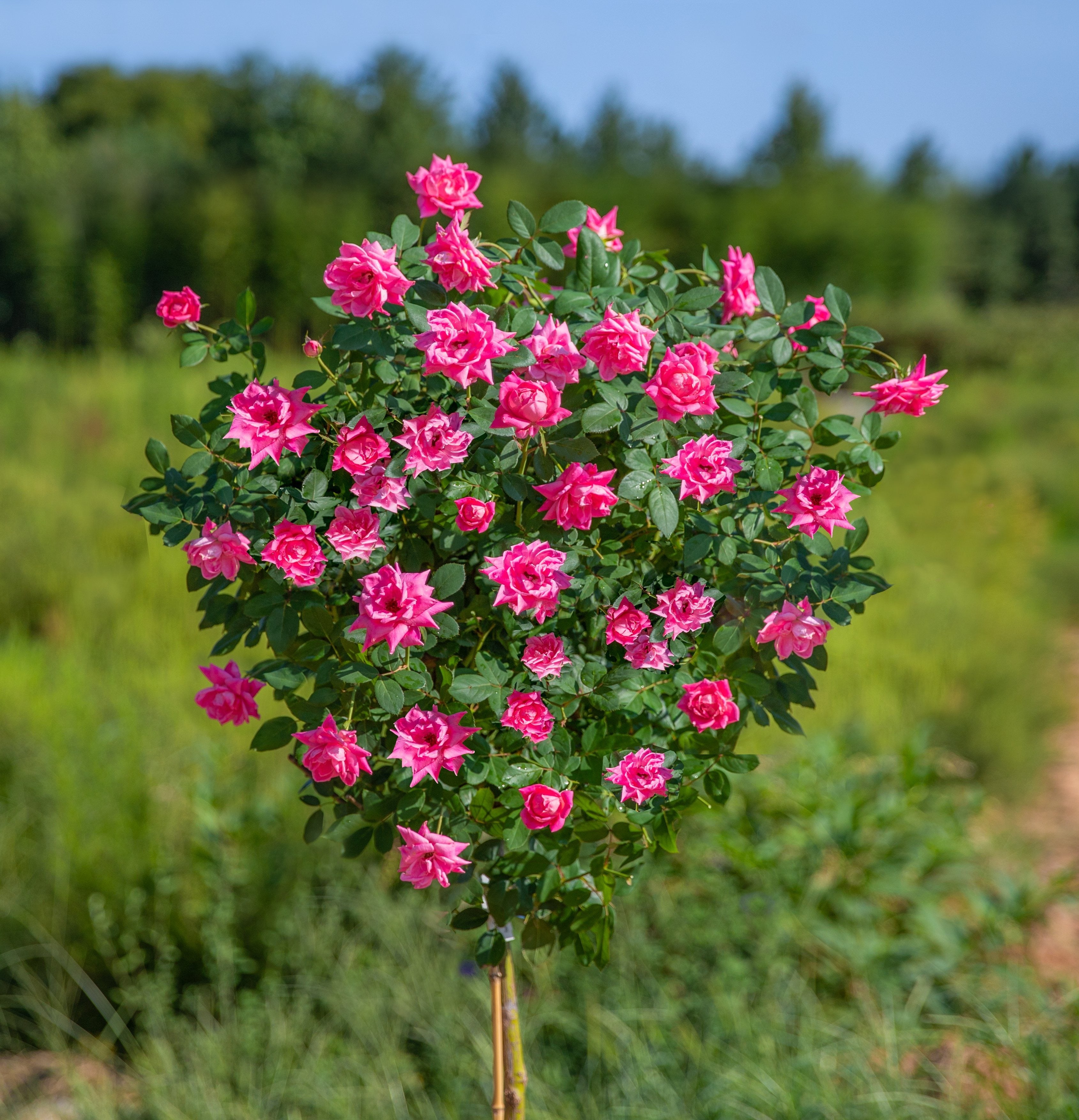 Pink Double Knock Out Rose Tree - PlantingTree