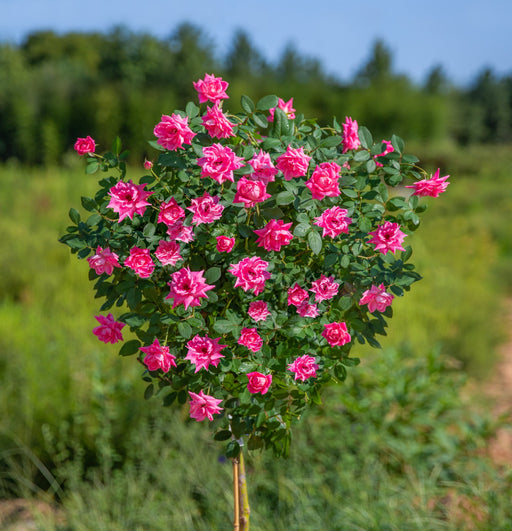Pink Double Knock Out Rose Tree
