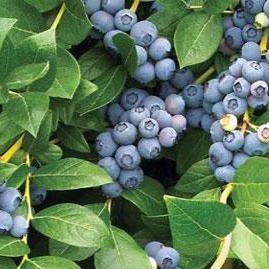 Toro Blueberry Bush