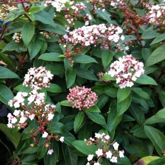 viburnum tinus plant Spring Bouquet Viburnum