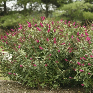 Miss Molly Butterfly Bush