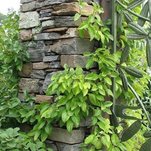 Barbara Ann Climbing Hydrangea Vine