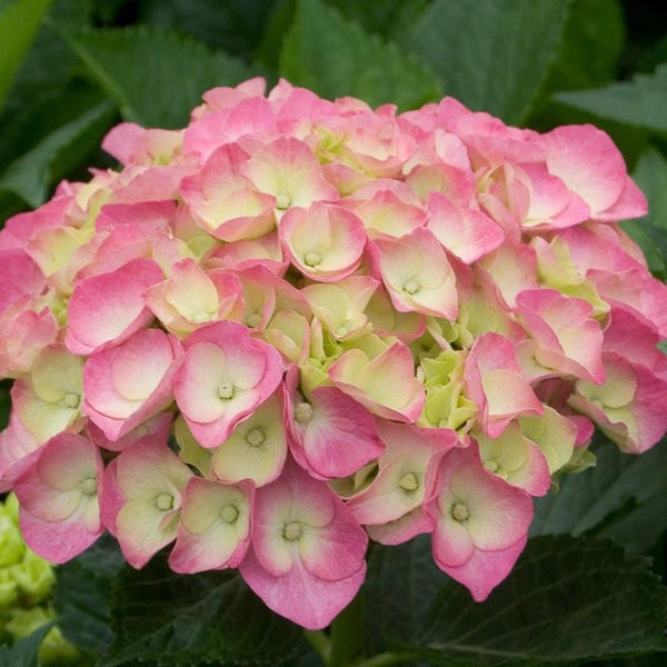 Cityline Berlin Bigleaf Hydrangea
