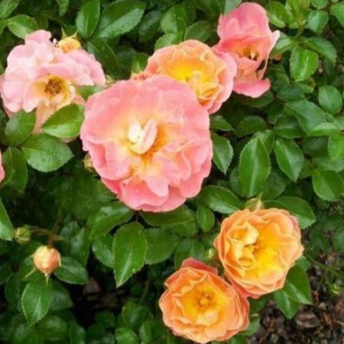 Peach Drift Rose