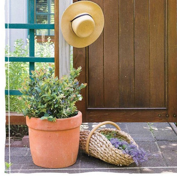 Pink Icing Blueberry