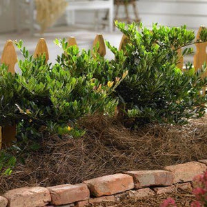 Blue Cascade Distylium