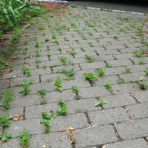 Lesco Prosecutor Prolong