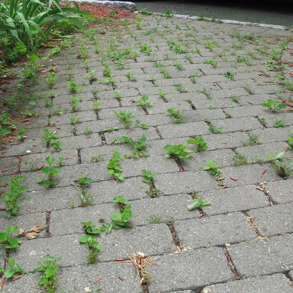 Lesco Prosecutor Prolong - PlantingTree
